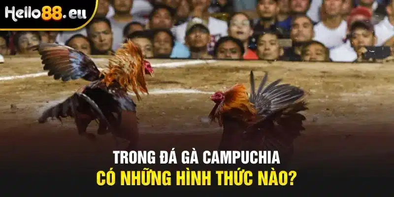 Trong đá gà Campuchia có những hình thức nào? Trong đá gà Campuchia có những hình thức nào?